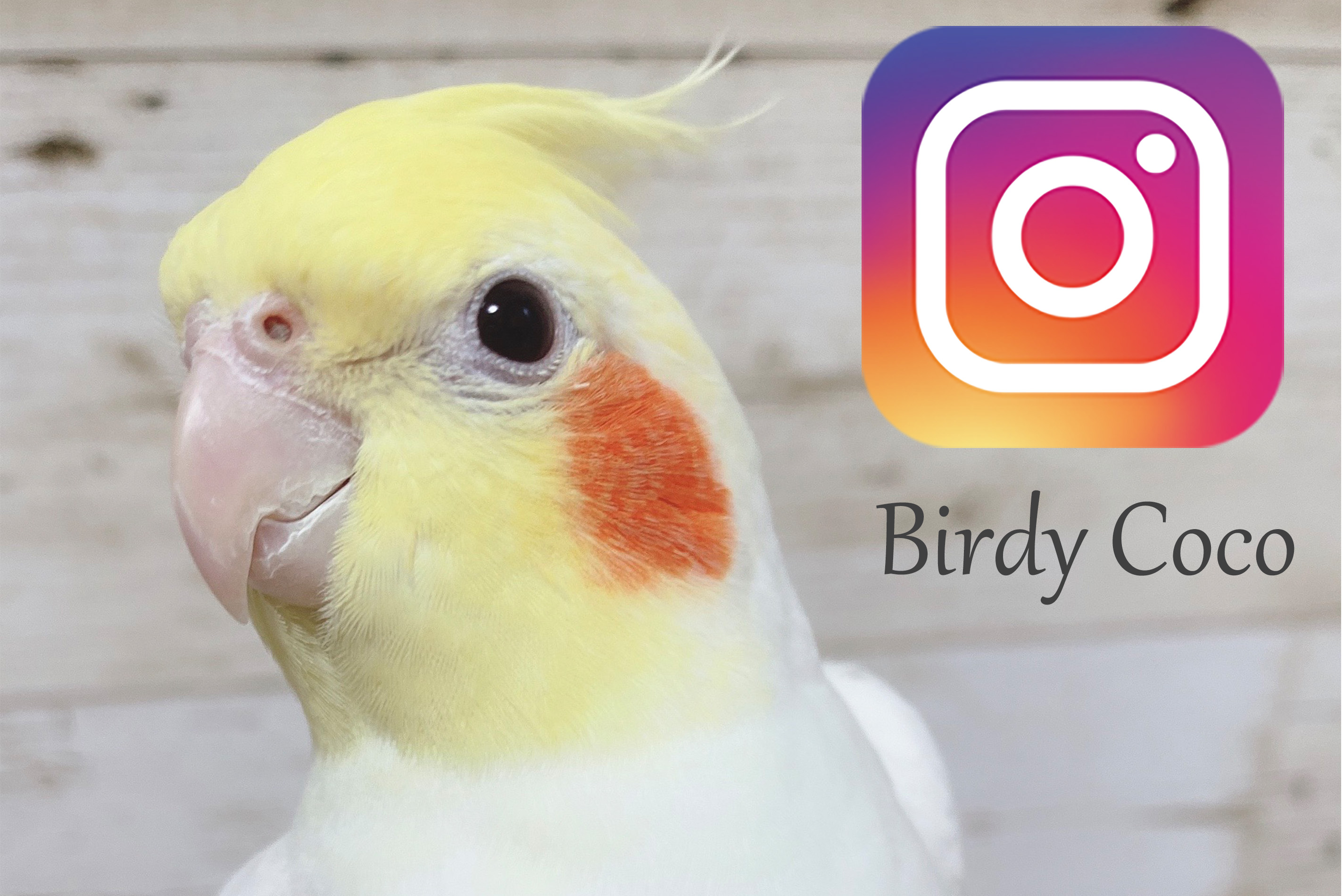 BirdyCocoインスタグラム