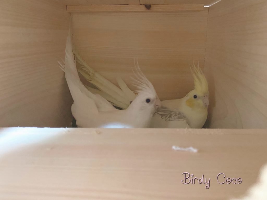 巣箱に入るオカメインコ2羽