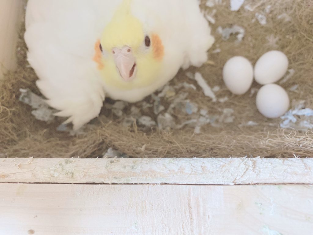 オカメインコと卵３つ