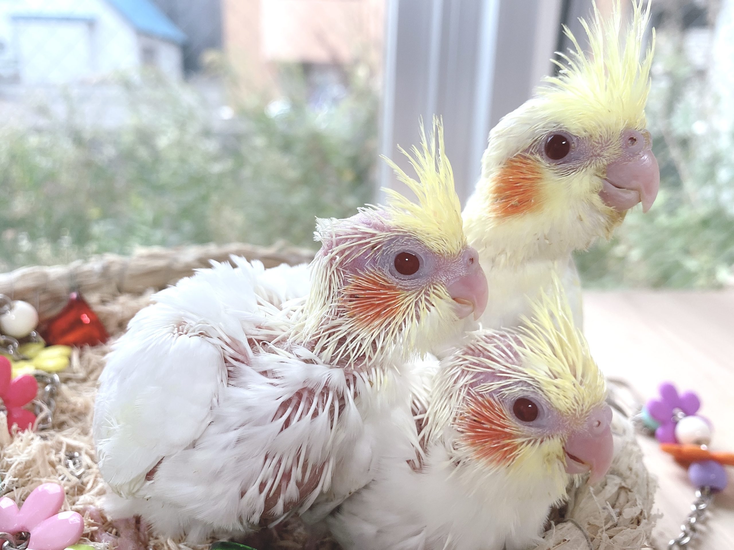 ルチノーの雛のオーナー様募集致します オカメインコ北海道 Birdycoco