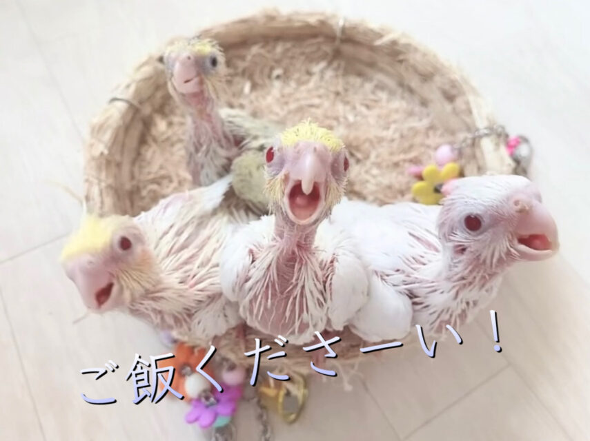 ファンデーション Okameinko オカメインコの遺伝について(その1) | オカメインコの世界