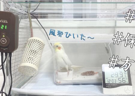 インコの飼育にお勧めの保温器具