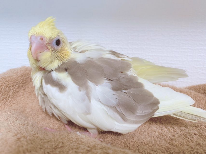 オカメインコ 種卵 ３個 - 卵、乳製品