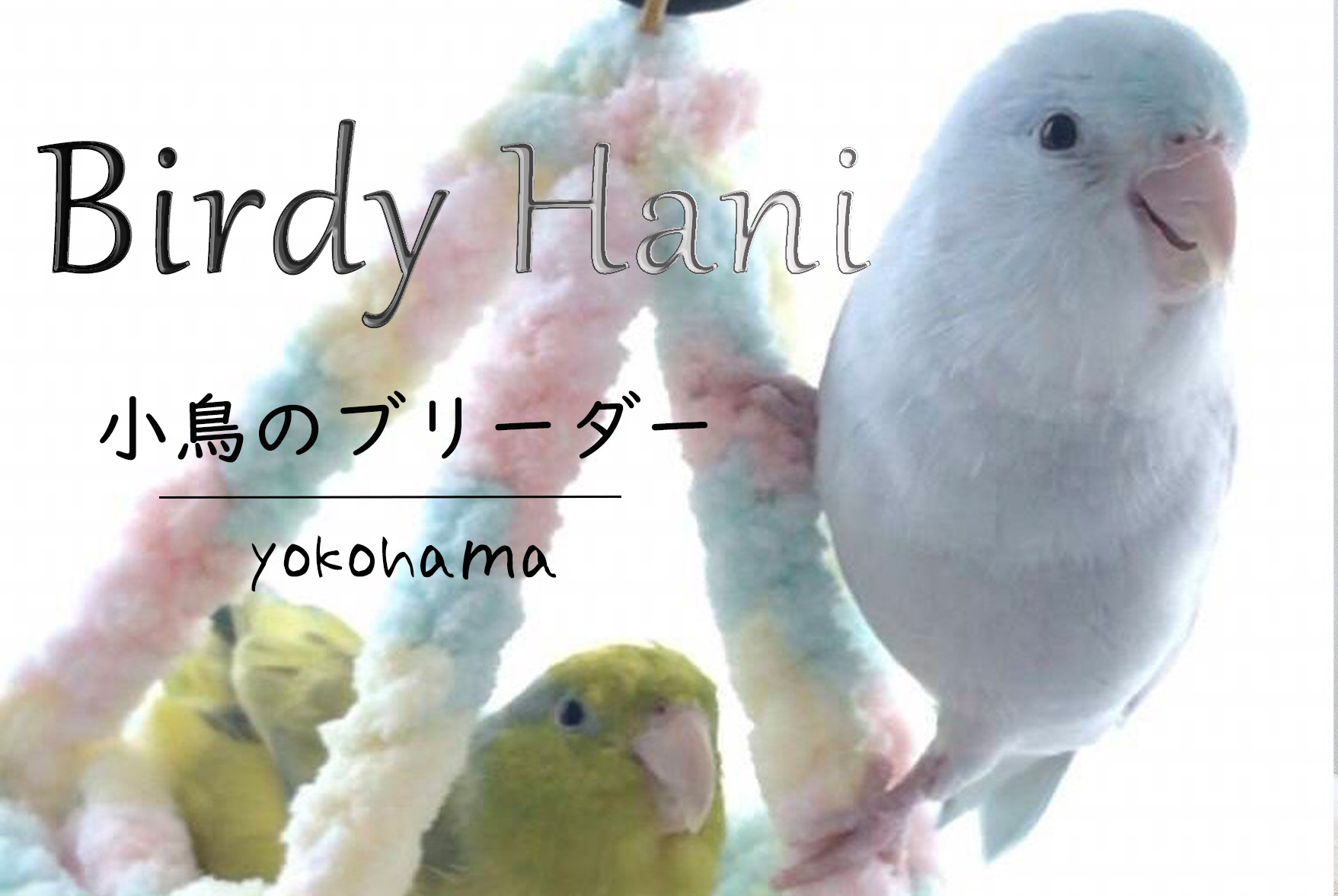 横浜でマメルリハなどの小鳥を扱うブリーダーさん【Birdy Hani】と提携