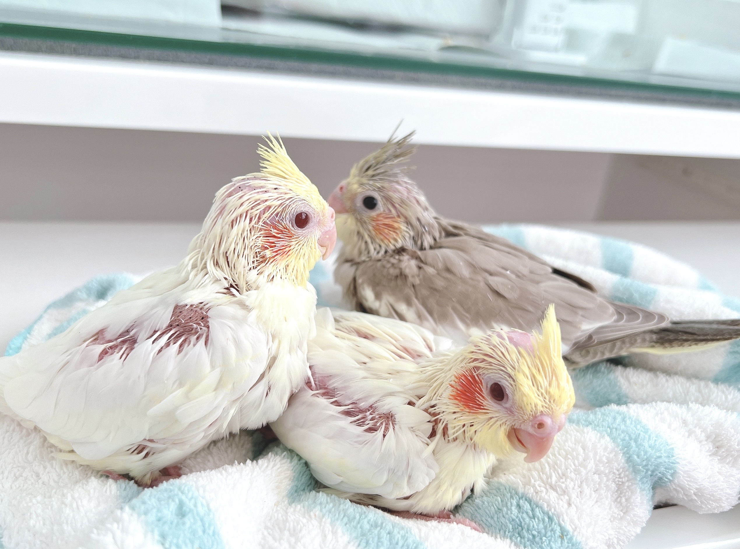 オカメインコシナモンとルチノーの雛の里親募集いたします