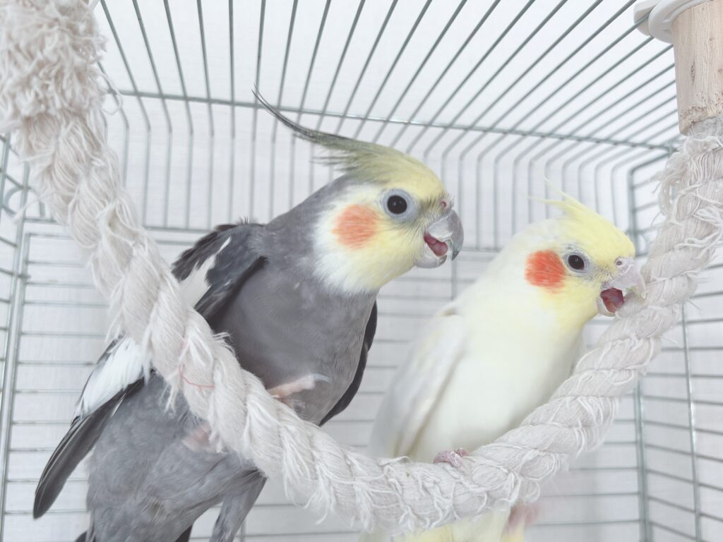 2022年初雛】ノーマルとルチノーのひな生まれました | オカメインコ