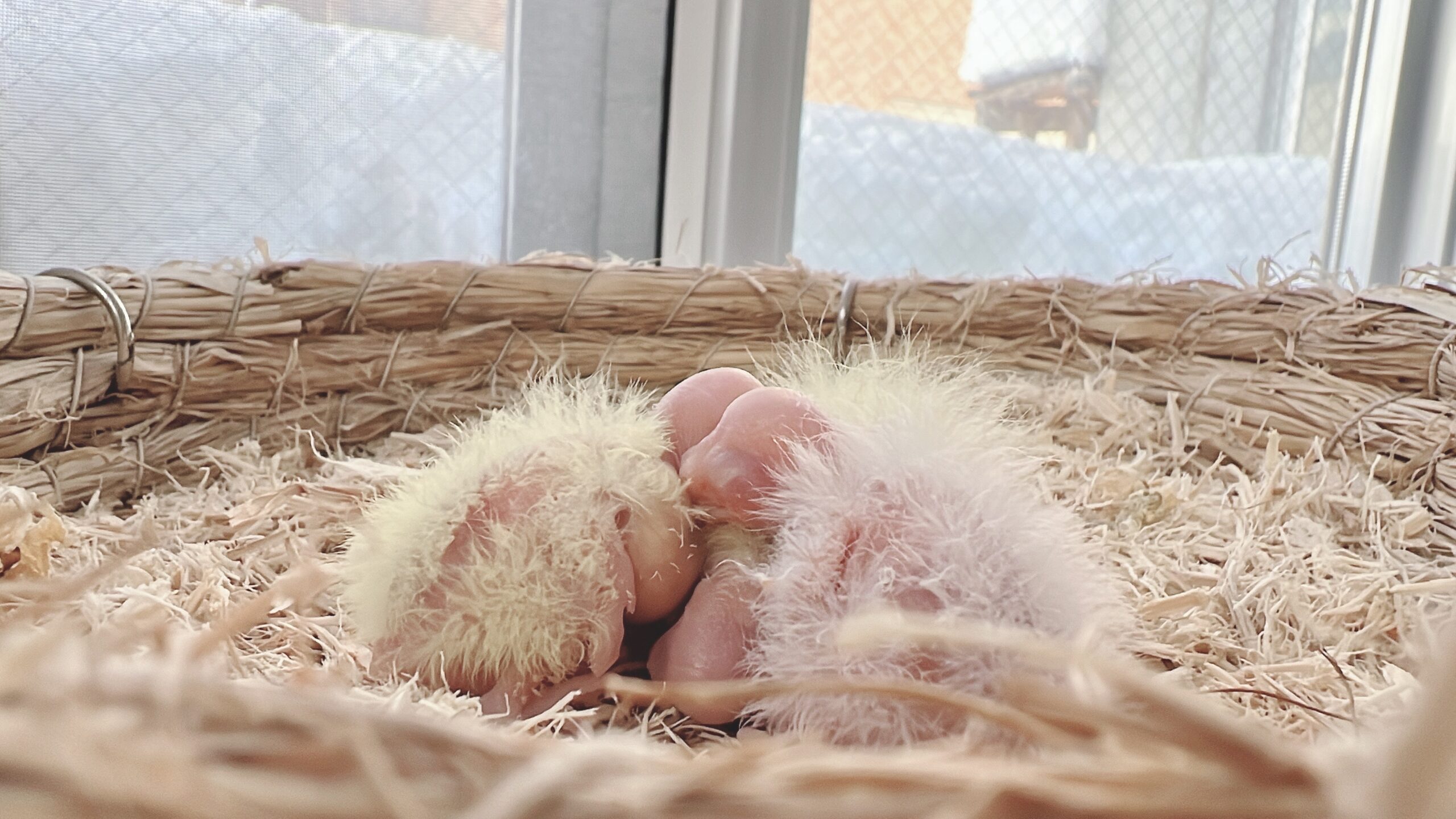 2022年初雛】ノーマルとルチノーのひな生まれました | オカメインコ北海道【BirdyCoco】