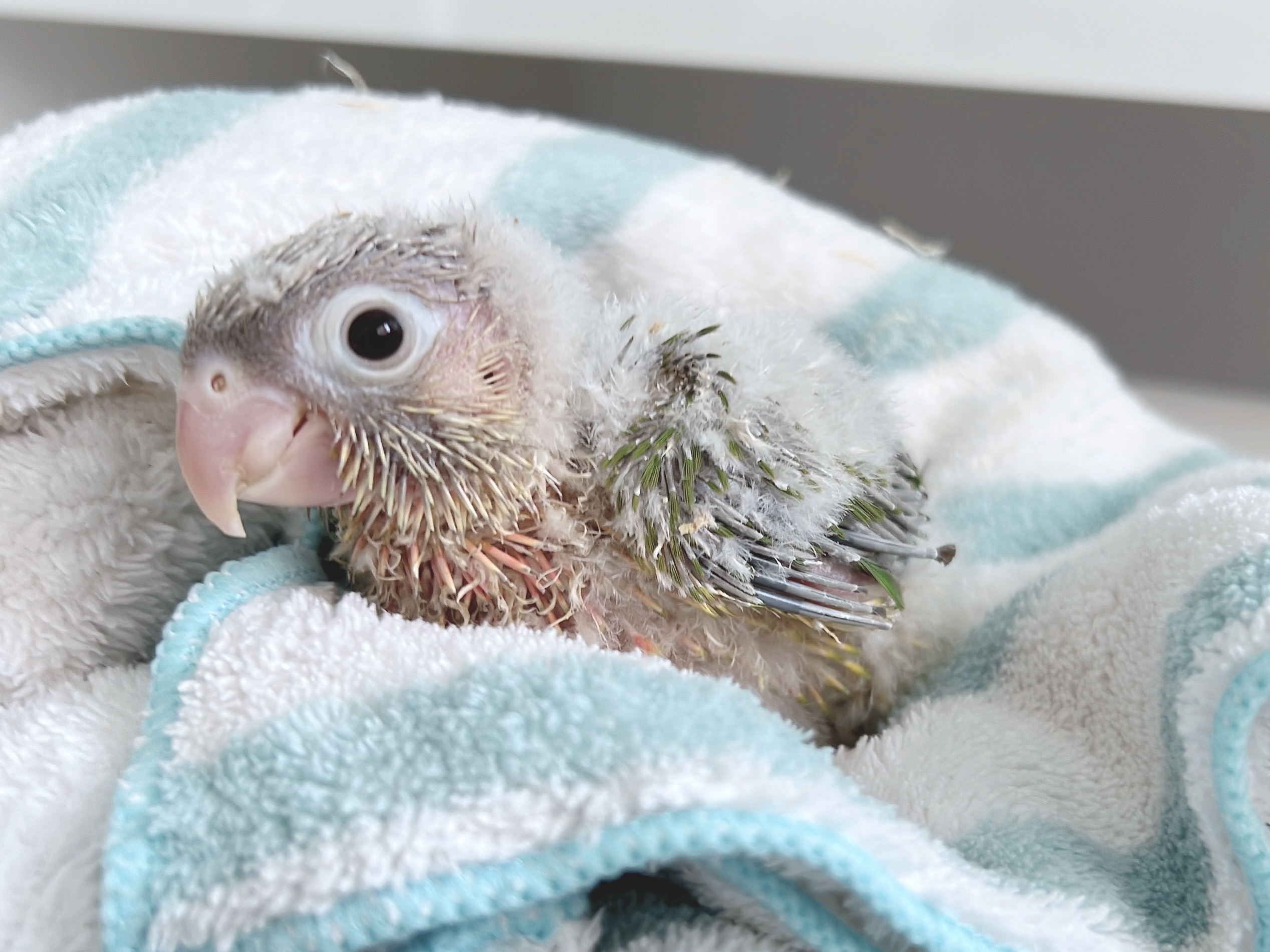 ホオミドリアカオウロコインコ パイナップル の雛の里親様募集します オカメインコ北海道 Birdycoco