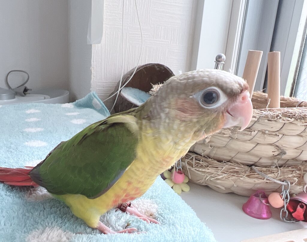 ウロコインコ２