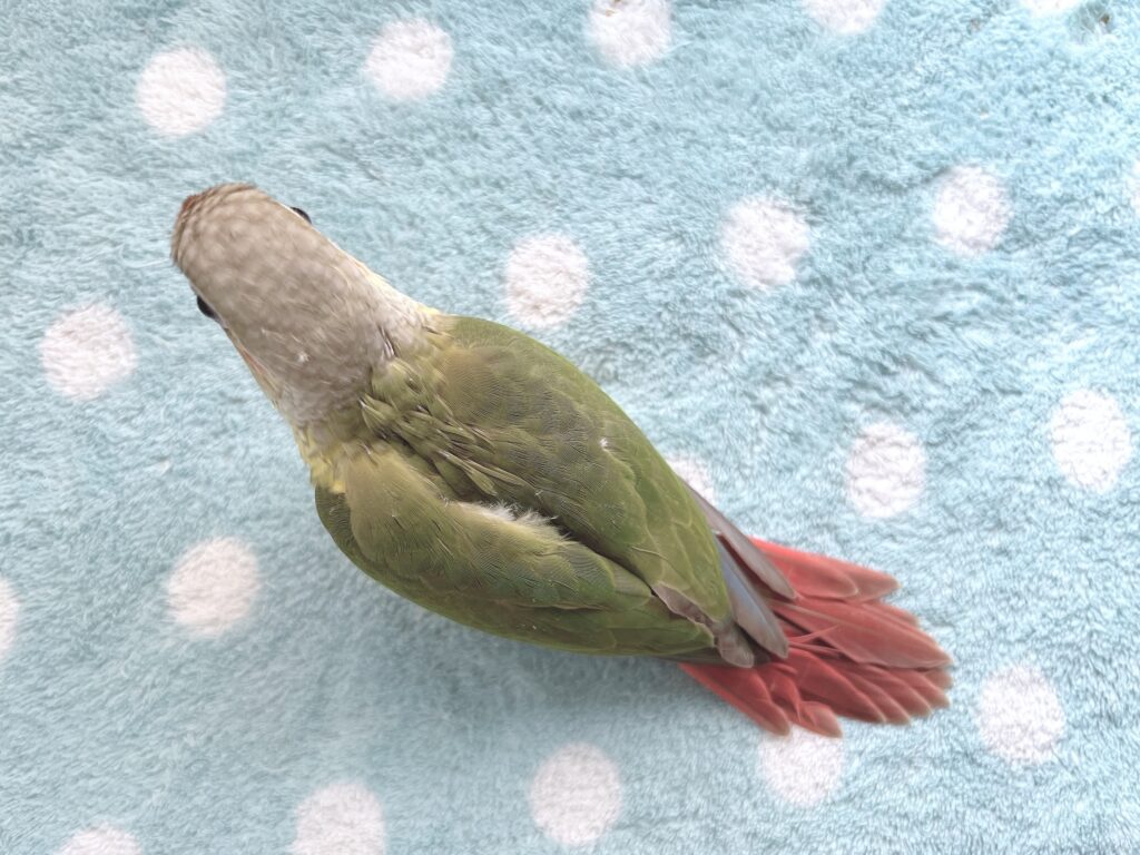 ウロコインコ５