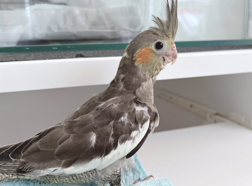 オカメインコ【ノーマル】の雛の里親様を募集します | オカメインコ