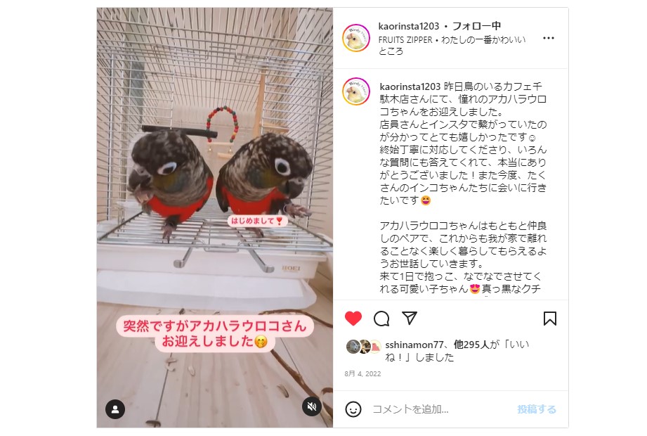 アカハラウロコインコ