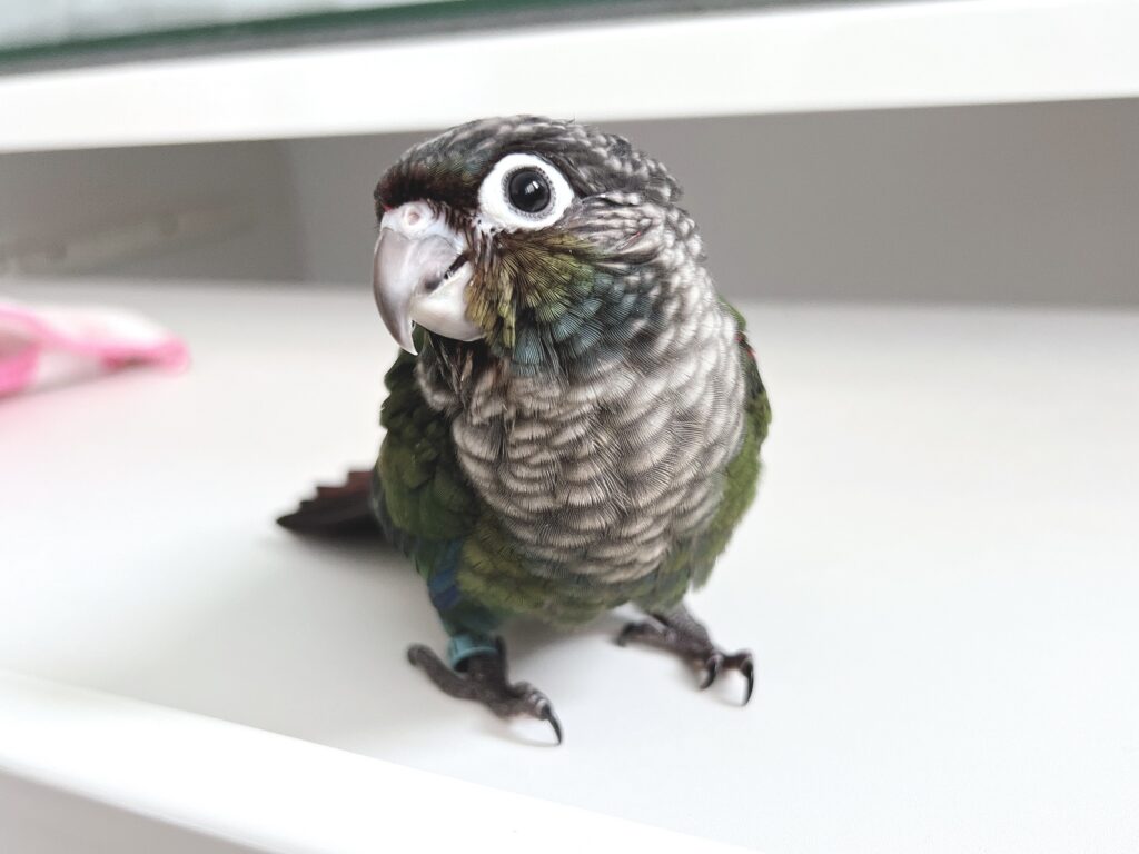 アカハラウロコインコ１