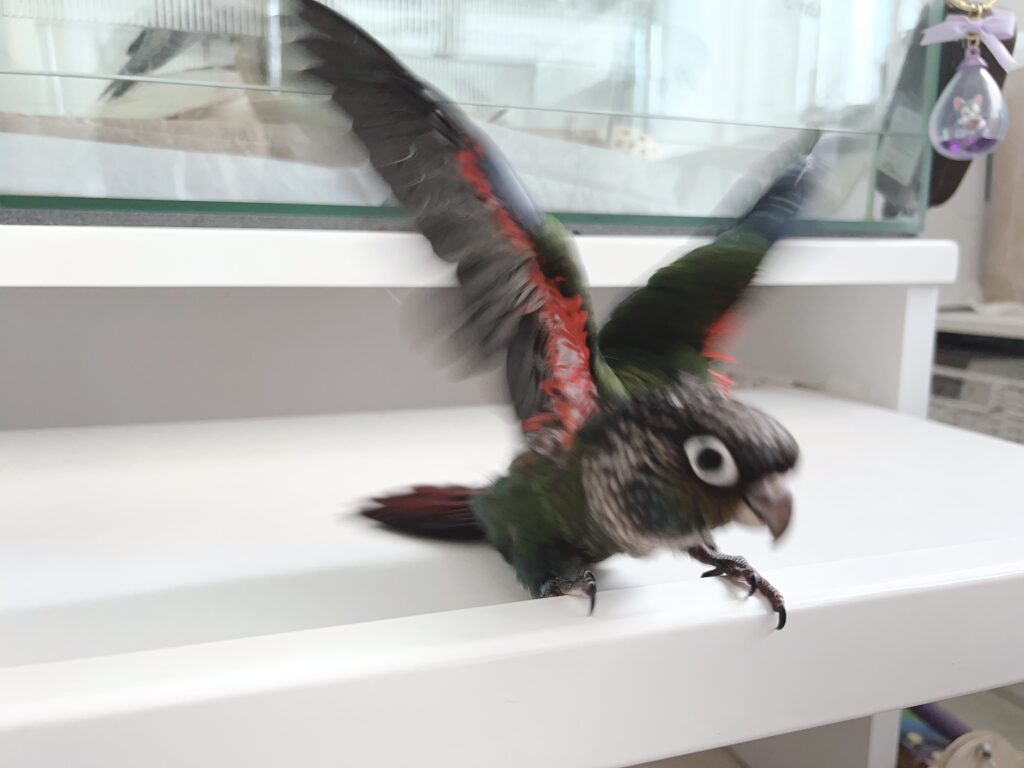 アカハラウロコインコ９