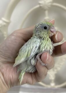 【マメルリハターコイズ】北海道初のカラー♪オーナー様募集します【BirdyHaniとのコラボ企画】