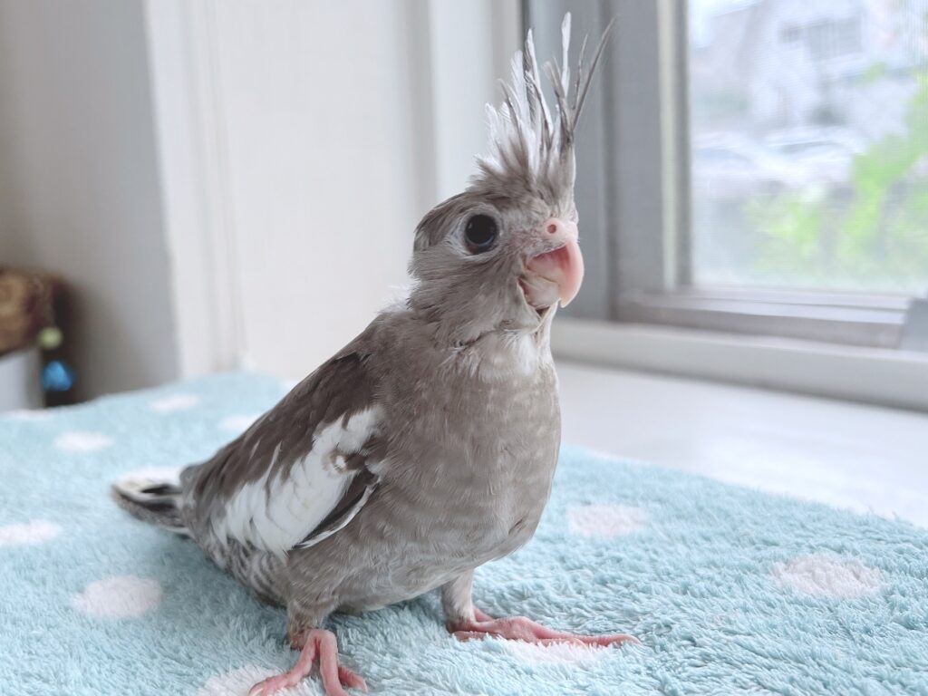 オカメインコWFノーマル