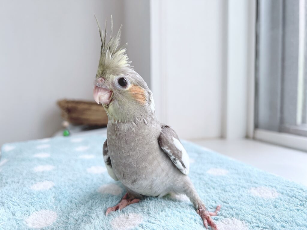 オカメインコノーマル