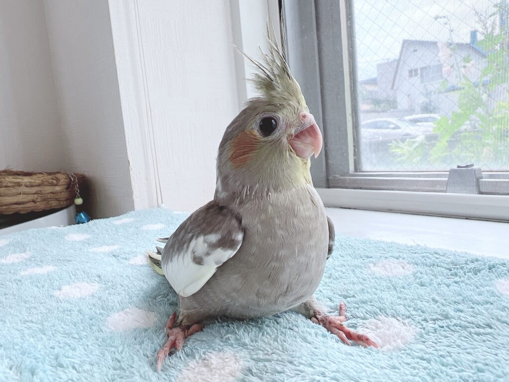 オカメインコノーマル